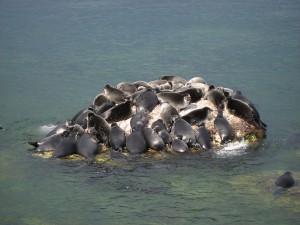 Freshwater seals on Lake Baikal. Image credit: Yuri Geifman via Wikimedia Commons