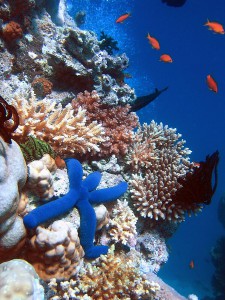 Coral reefs could help some coastal communities reduce the effects of climate change. Image Credit: Richard Ling via Wikimedia Commons