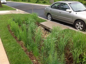Switch grass is planted around the inlet to act as a strainer for entering silt and trash to enable easier maintenance of the inlet. Image credit: Montgomery County, MD, Department of Environmental Protection