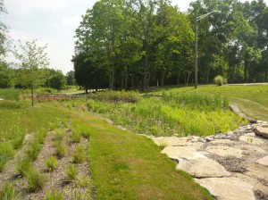 Establishment of vegetation around and within bioretention basins at the University of Cincinnati’s Clermont College campus. Image credit: Chris Rust, Strand Associates, Inc.
