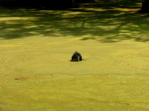 A U.S. EPA diver samples for Sediment Oxygen Demand in the Mississippi Delta near Philipp, Miss. Image credit: U.S. EPA