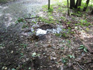 Macropore bubbling seepage and surface runoff near the stream bank demonstrates preferential flow pathways. Image by Henry Lin