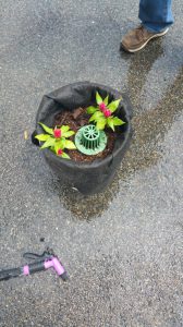 Building a “bioretention-in-a-bucket” acquaints Green Zone Environmental Program participants with basic concepts of stormwater management through hands-on experience. (Photo courtesy Seth Brown)