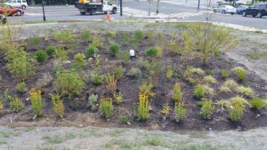 East Capitol Urban Farm (Washington, D.C.) is an ideal place to study green infrastructure, which attempts to solve the problem of widespread, impervious, water-constraining ground cover in cities. Here, a garden grows next to a major thoroughfare. (Photo courtesy Seth Brown)
