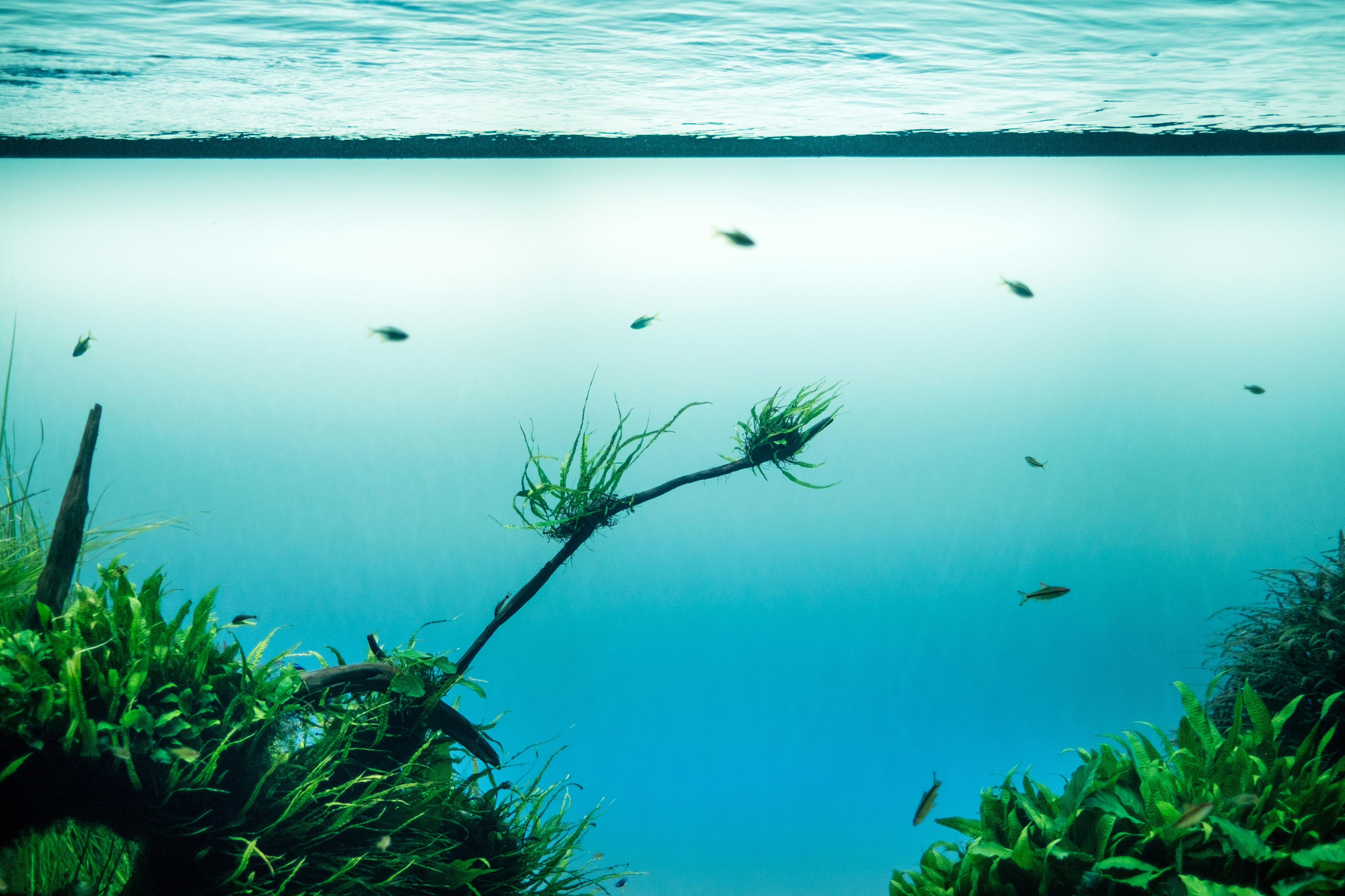 И тихая прозрачная вода. Водоросли в океане. Зеленое море. Прозрачная вода. Подводные растения.