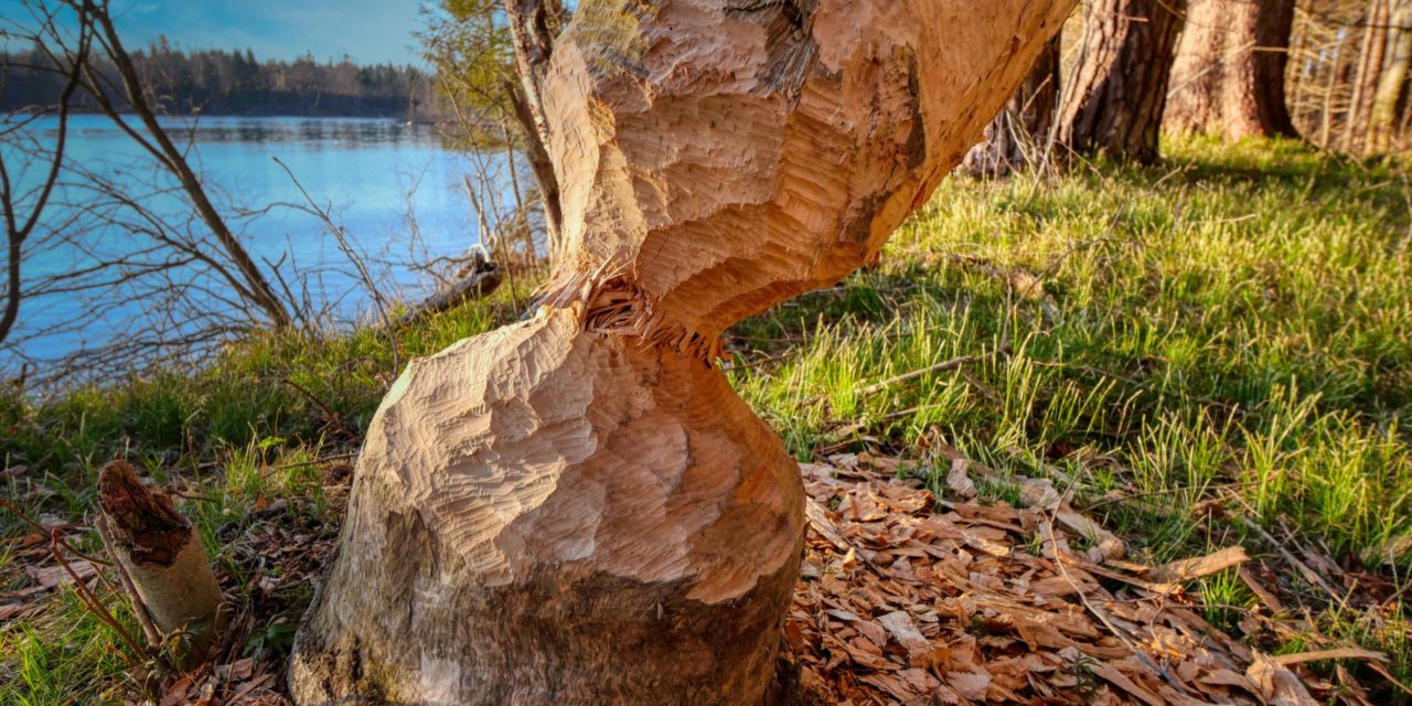 Study: Beavers Transform Forests into Wetlands Over Many Decades