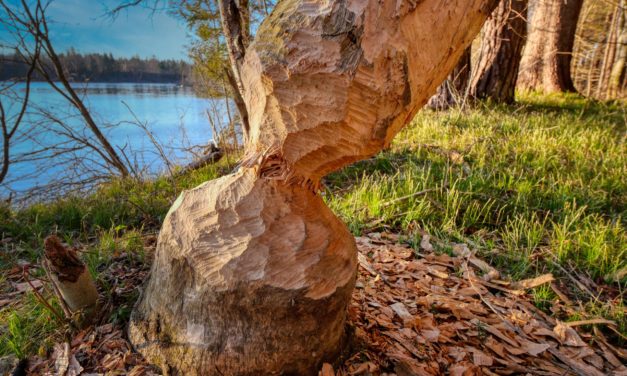 Study: Beavers Transform Forests into Wetlands Over Many Decades