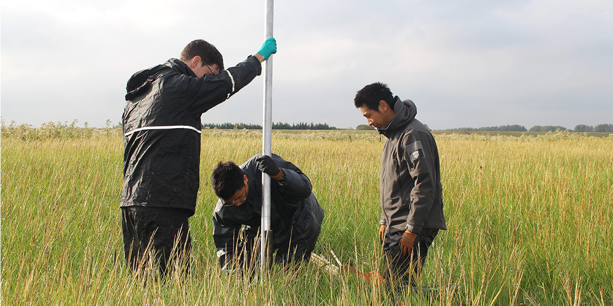 Salt Marshes and Seawalls Work Together to Minimize Flood Damages