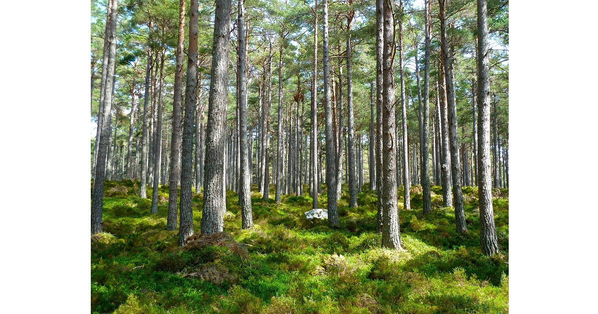 Study: New Trees Bring Stormwater Benefits Even Before Full Maturity